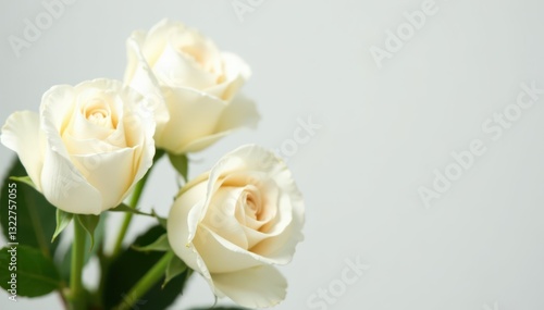Delicate white roses, soft focus, pure white backdrop, wedding, texture, floral
