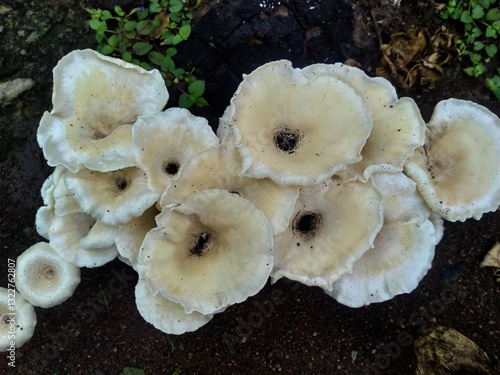 mushrooms on a tree