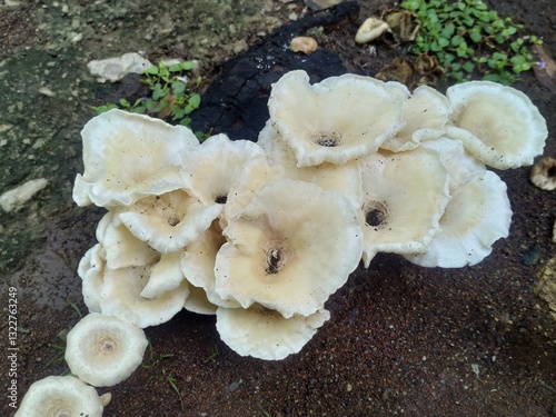 mushrooms on a tree