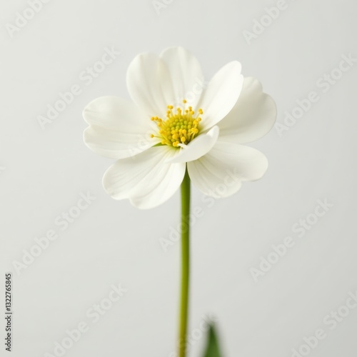 Delicate beige-white gypsophila bloom, macro shot against pure white , close-up, bloom