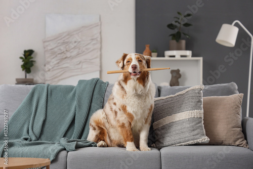 Cute Australian Shepherd do...