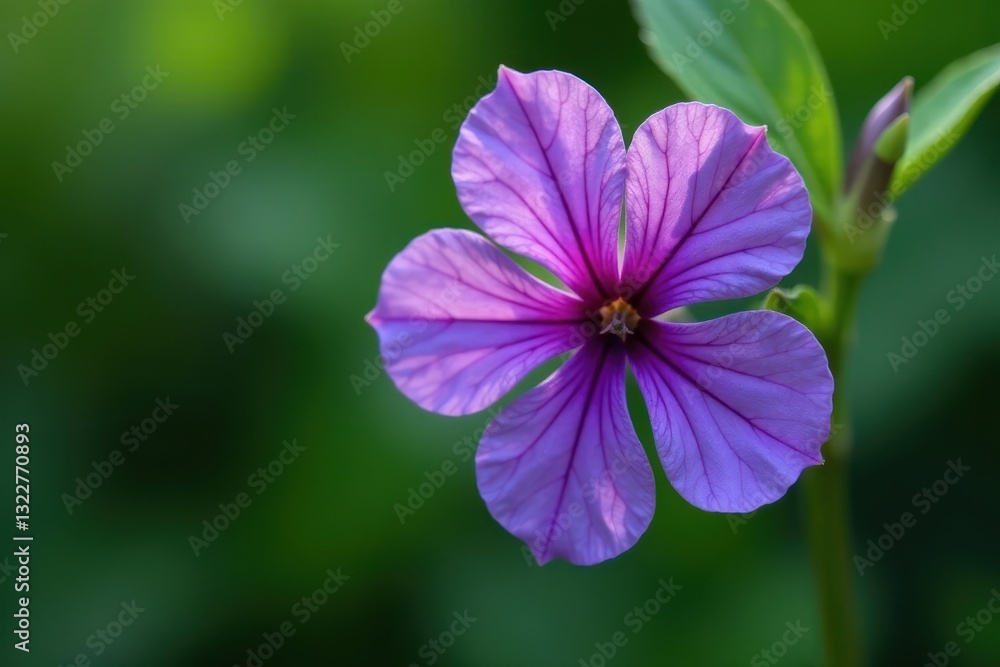 Delicate purple flower, veined petals, smooth leaves, color, image, vein Delicate purple flower, veined petals, smooth leaves, color, image, vein