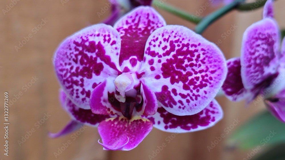 Obraz premium Close-up of a purple-spotted orchid with white petals and intricate patterns. The flower’s vivid colors contrast against the soft, natural wooden background