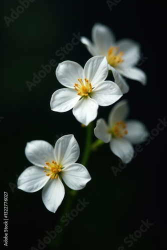 Delicate white jasmine blossoms contrast sharply against a deep black background , photography, fragrant, blossom