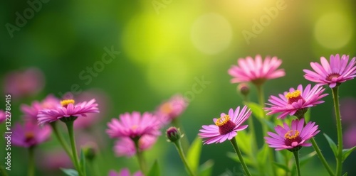 Clusters of vibrant pink New York asters against a gently blurred green , bloom, flora