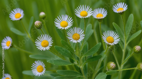 Flax-Leaf Fleabane (Erigeron bonariensis). Floral Buds Closeup