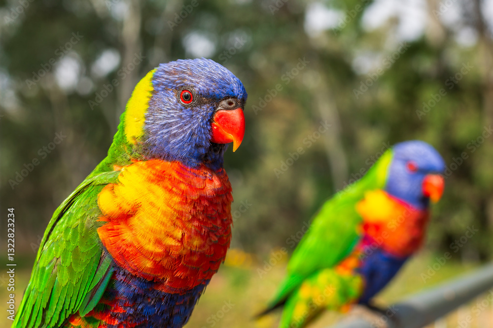 Rainbow lorikeets at a tourist park in sapphire, Queensland, Australia. Rainbow lorikeets at a tourist park in sapphire, Queensland, Australia.