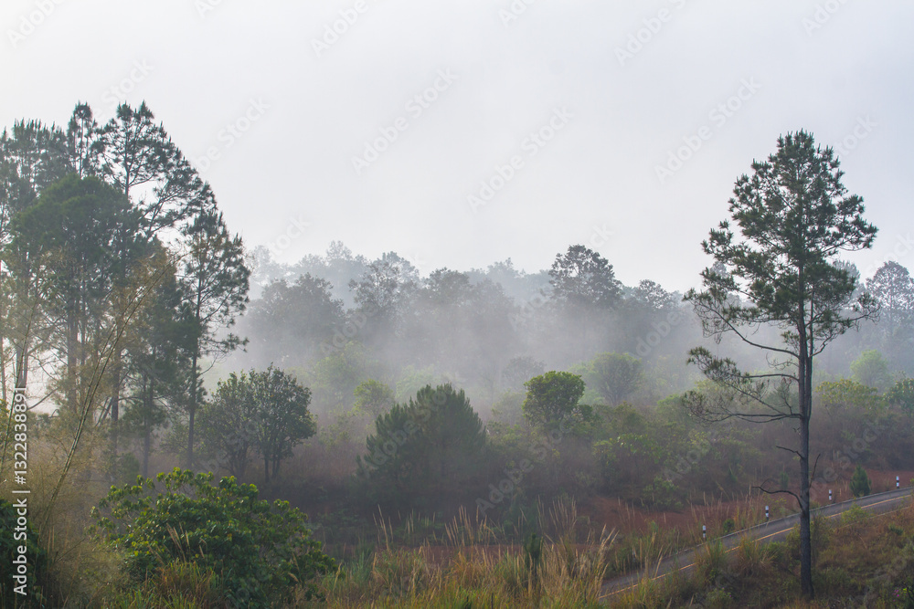 Fototapeta premium misty morning in the forest