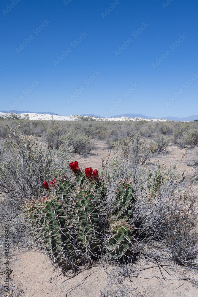 Φωτογραφία Claret Cup Cactus with red flowers and White Sands National Park in background