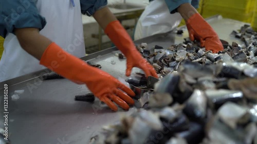 Workers' hands are sorting fresh fish to be sent to the production line factory food production line