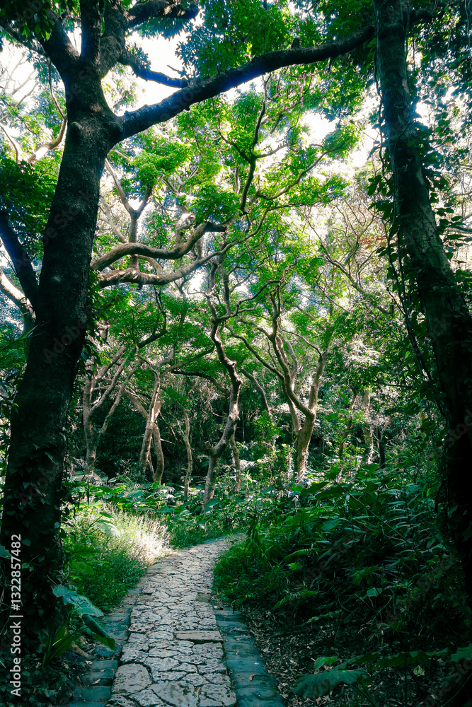 Fototapeta premium Hiking trail in the forest at Park