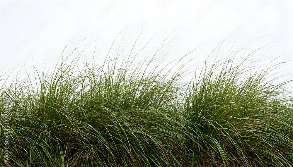 Fototapeta premium Lush green grass blowing gently in the wind against a bright white sky. Ideal for nature, environmental, and design projects.
