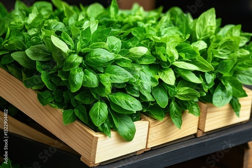 Fresh Green Basil Leaves Ready for Use in Cooking, Herbs, Organic Produce Displayed in Trays