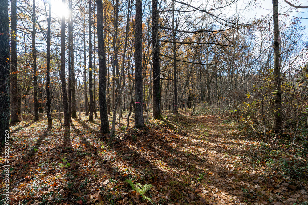 Historic old road “Salt Road” which is also a long distance hiking course and its surroundings Historic old road “Salt Road” which is also a long distance hiking course and its surroundings