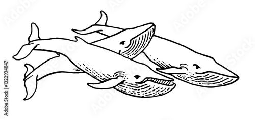 Humpback Whales, Retro Vector Illustration