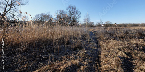 Spring walk through the forest, beautiful panorama.