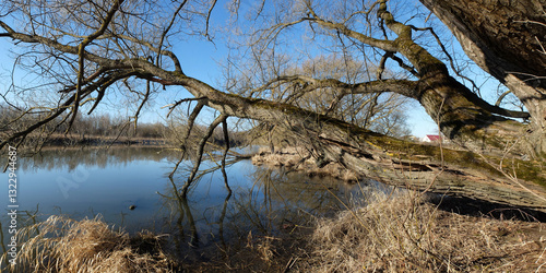 Spring walk through the forest, beautiful panorama.
