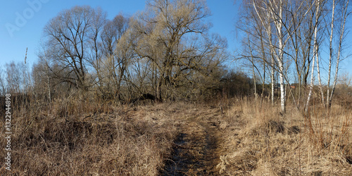 Spring walk through the forest, beautiful panorama.