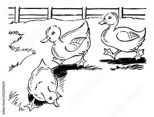 Ducks on Farm, Retro Vector Illustration