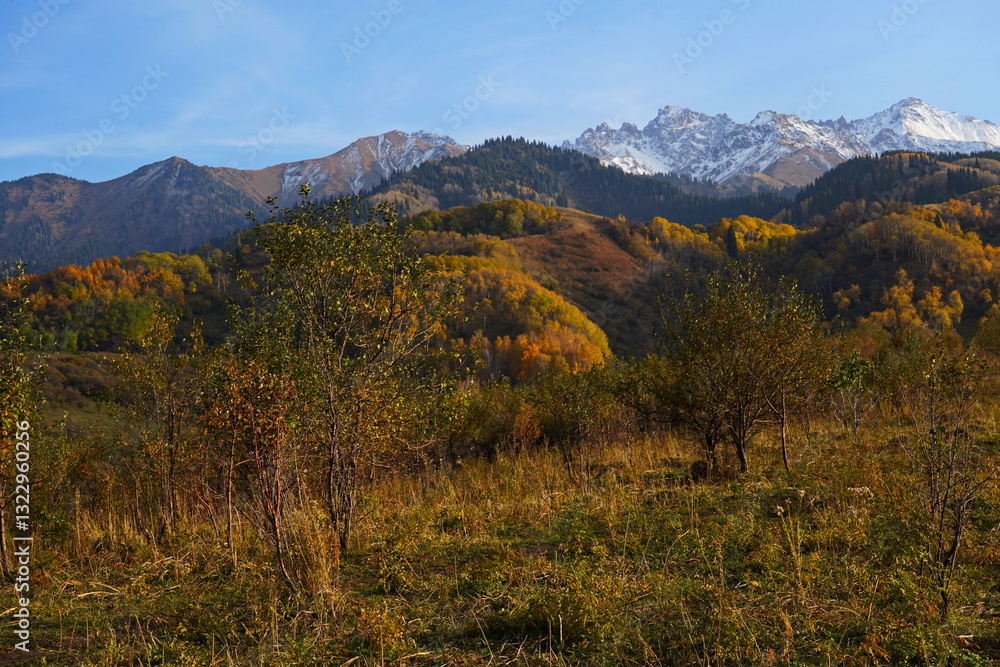 A mountainous area with various trees and fir trees. Akbulak Gorge. Autumn. Yellow leaves. A mountainous area with various trees and fir trees. Akbulak Gorge. Autumn. Yellow leaves.
