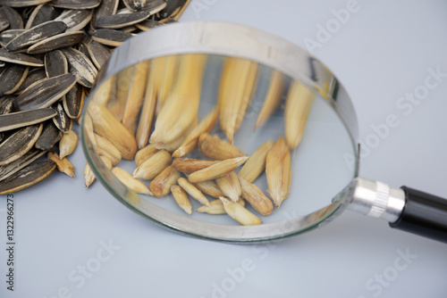 Obraz na plátně Sunflower seeds under magnifying glass on gray background close up