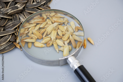 Obraz na plátně Sunflower seeds under magnifying glass on gray background