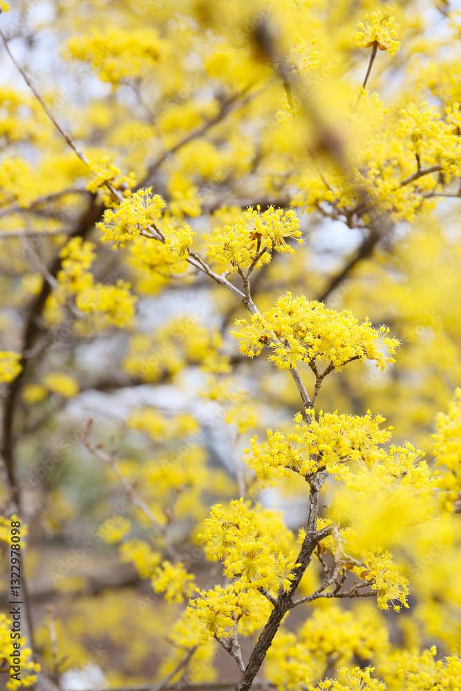 botanical background of blooming Japanese cornel in a park botanical background of blooming Japanese cornel in a park