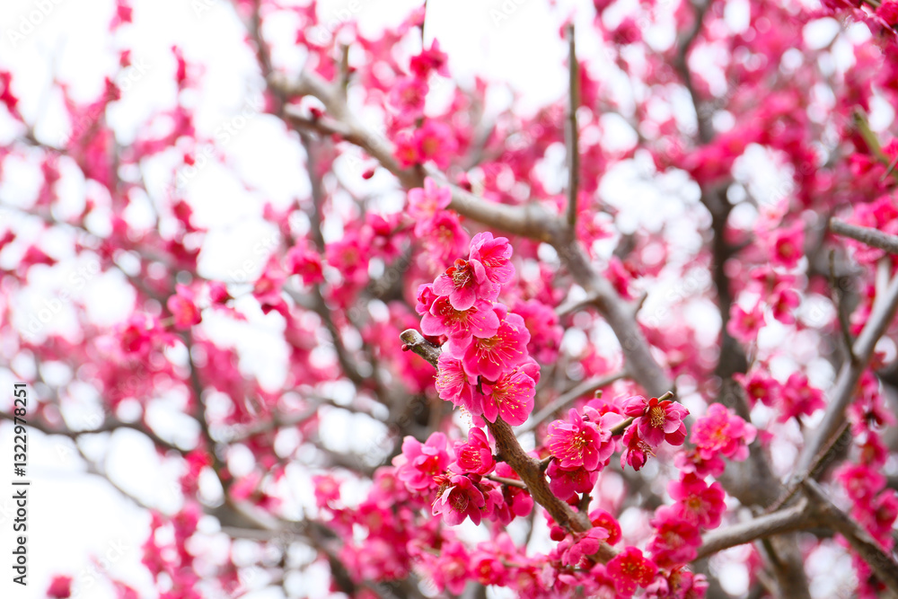 botanical background of plum tree in bloom botanical background of plum tree in bloom