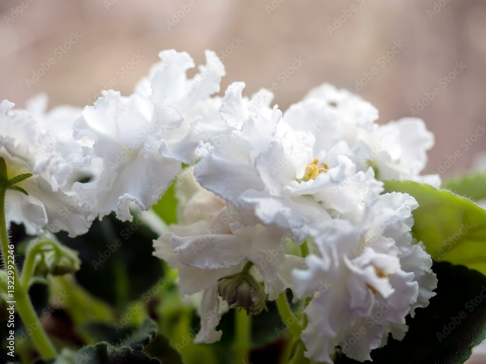 violets on the windowsill, with white flowers violets on the windowsill, with white flowers