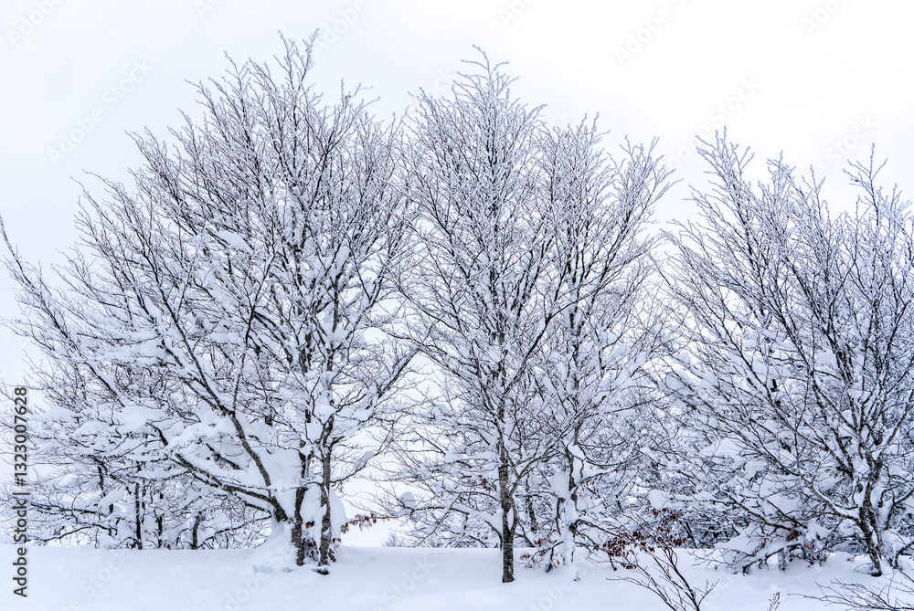 Snow-Covered forest under a blue winter sky Snow-Covered forest under a blue winter sky