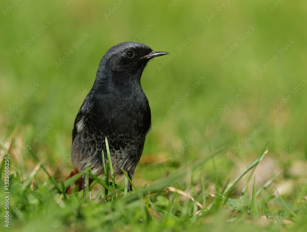 Obraz premium Black bird on green grass
