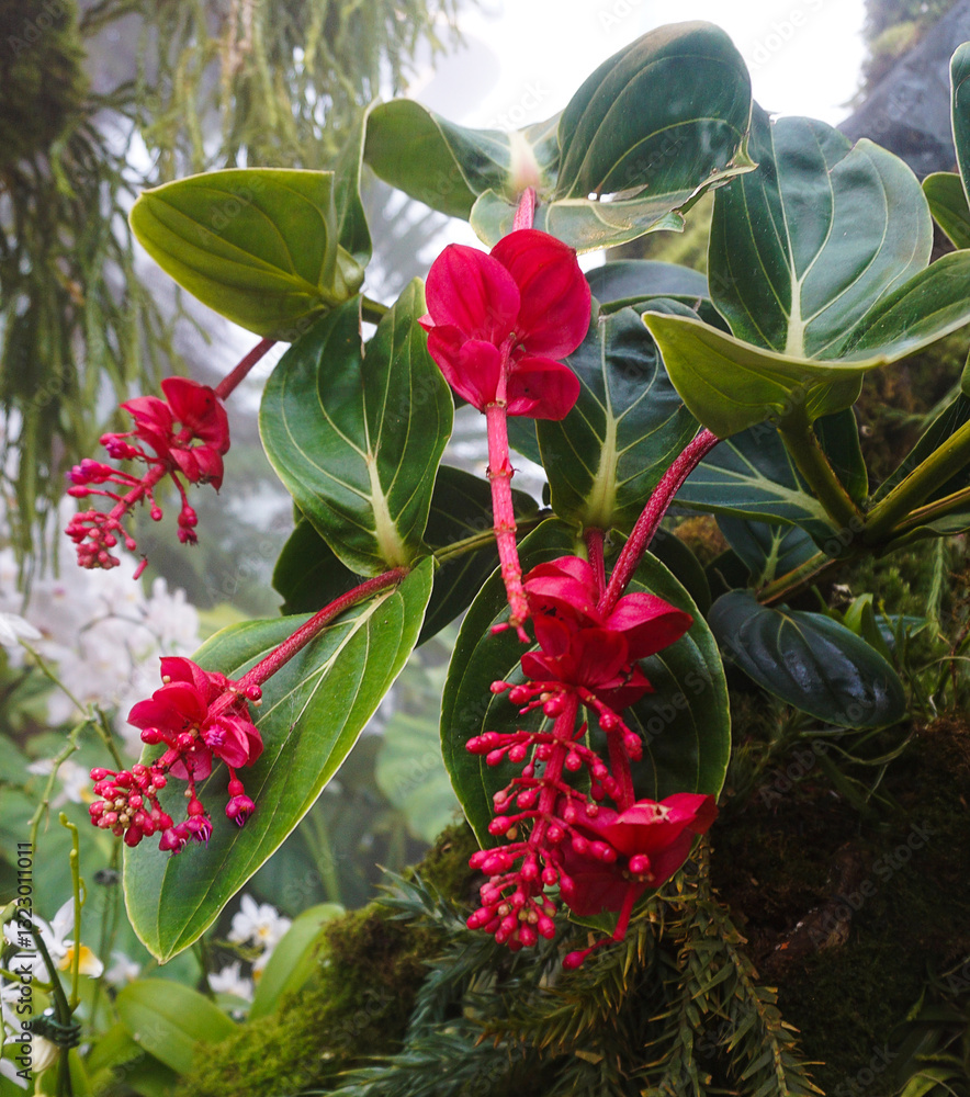 Beautiful blooming bright pink Medinilla magnifica, Philippine Orchid, inside greenhouse on green pants background. Gardening hobby, plant breeding and cultivation