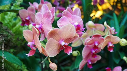 Obraz na płótnie Doritenopsis orchid. Pink indoor orchid flowers w salonie