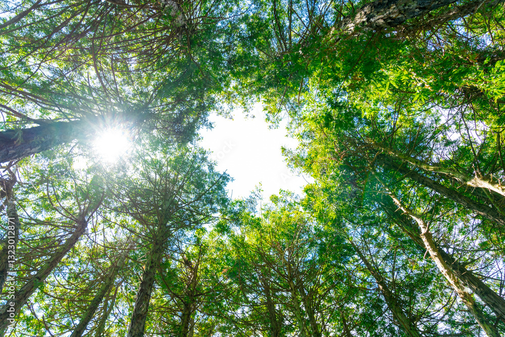 looking up at trees against sky looking up at trees against sky