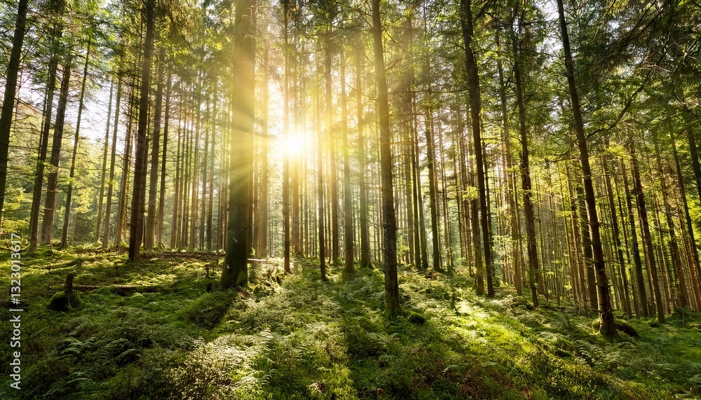 Obraz premium the bright sun is shining beautifully through the trees in the forest