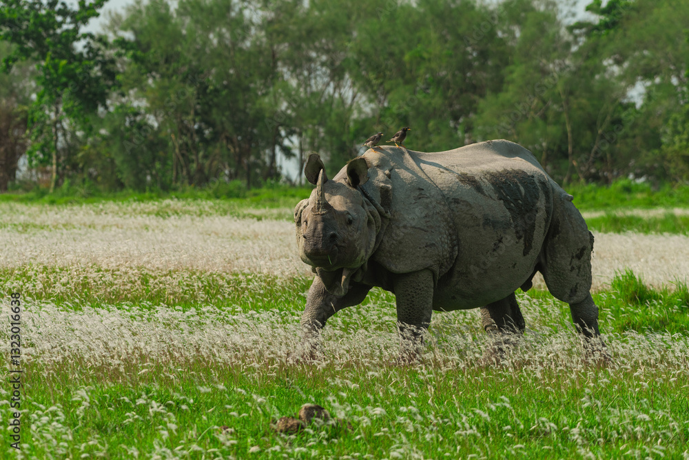 Fototapeta premium An One horned rhino gazing Kaziranga National Park amidst blooming flowers