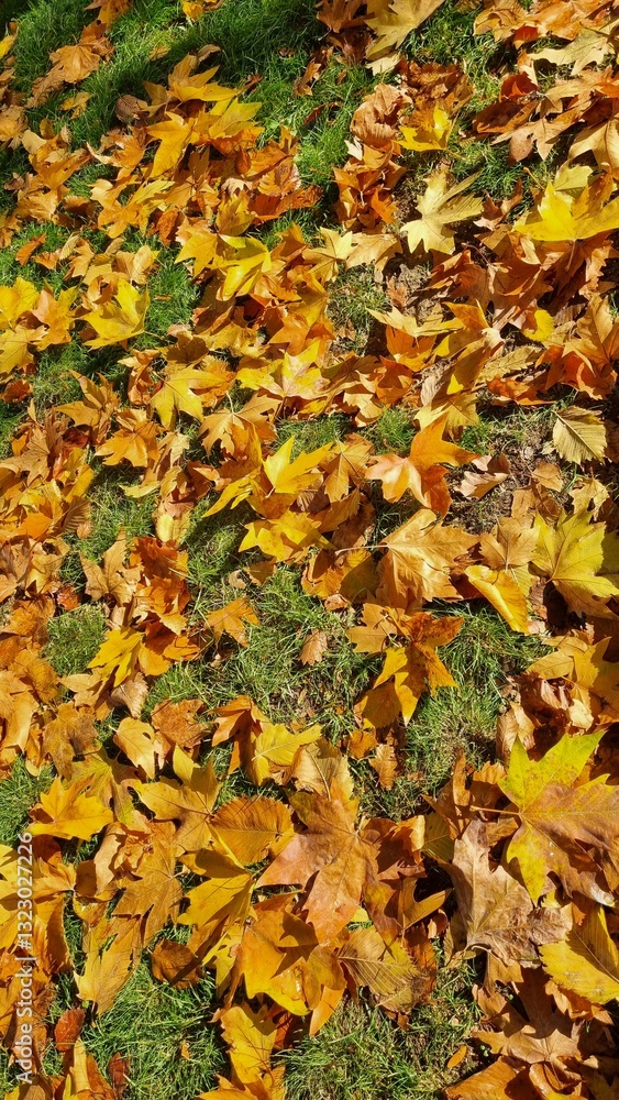 Golden Maple Leaves Scattered on Green Grass Lawn Golden Maple Leaves Scattered on Green Grass Lawn