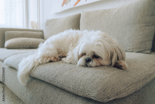 Shih tzu puppy chillin