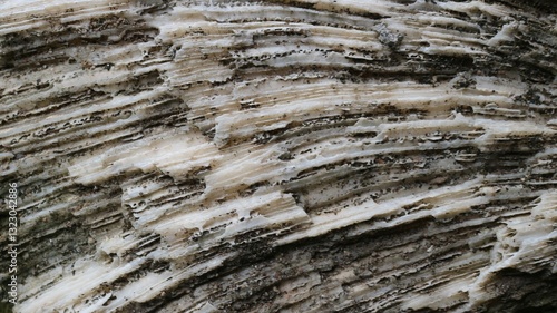 Stunning Natural Pattern of Fossilized Dead Coral Reefs Texture Close-Up
