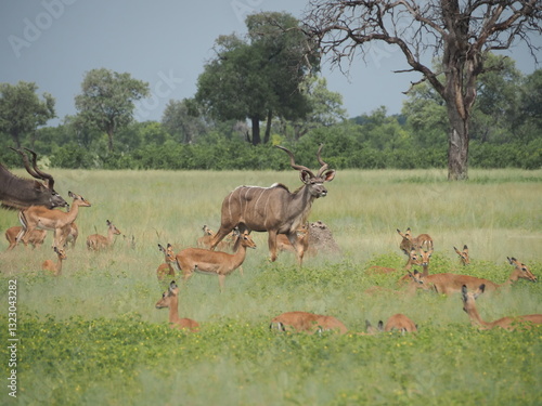 Herd of Kudu and Impala in the savannah - Zimbabwe safari - Hwange National Park