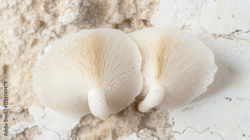 Gourmet Oyster Mushrooms: Two delicate, fresh oyster mushrooms, showcasing their creamy white color and unique shape, rest against a textured, earthy surface, inviting culinary inspiration.