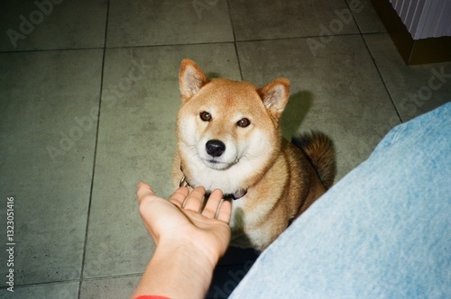 Dog waits patiently for attention in a cozy cafe setting photo