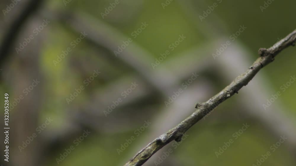 Eurasian Blue Tit Close Up Perched On A Tree Branch Then Flies Away Daytime Windy Borehamwood Hertfordshire UK Eurasian Blue Tit Close Up Perched On A Tree Branch Then Flies Away Daytime Windy Borehamwood Hertfordshire UK