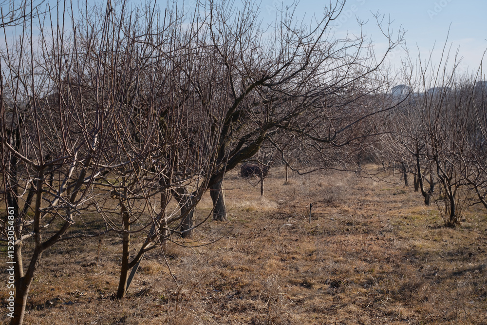 A tranquil orchard with bare fruit trees during late winter or early spring. The leafless branches create intricate patterns against the sky, stillness before the growing season begins. A tranquil orchard with bare fruit trees during late winter or early spring. The leafless branches create intricate patterns against the sky, stillness before the growing season begins.