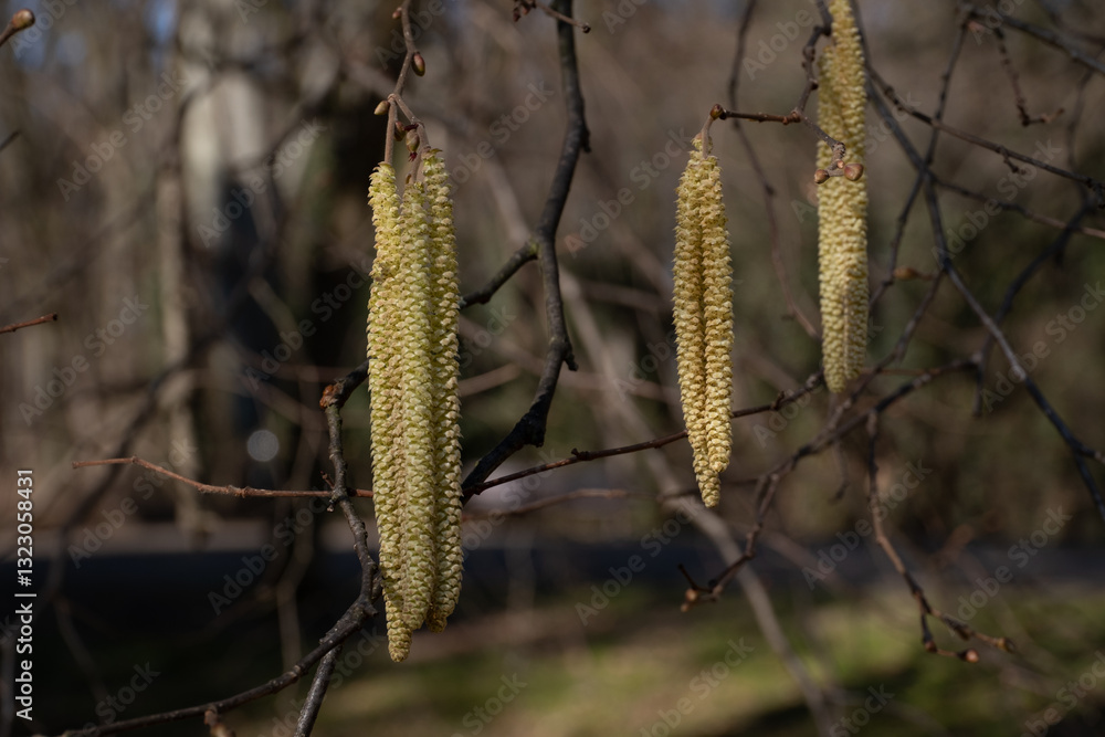 A close-up of hazel tree catkins hanging from a thin branch, illuminated by natural light. A close-up of hazel tree catkins hanging from a thin branch, illuminated by natural light.