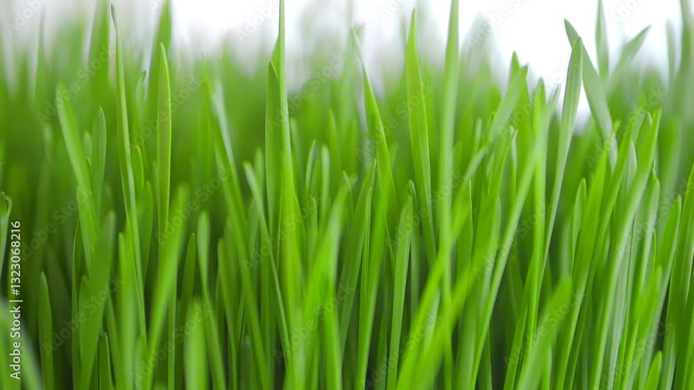 Close up of green grass with a mood of freshness and vitality. The grass is lush and vibrant, giving the impression of a healthy and thriving environment Close up of green grass with a mood of freshness and vitality. The grass is lush and vibrant, giving the impression of a healthy and thriving environment