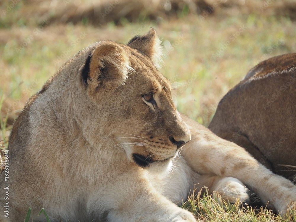 Close up of lion face - african safari - Hwange National Park in Zimbabwe Close up of lion face - african safari - Hwange National Park in Zimbabwe