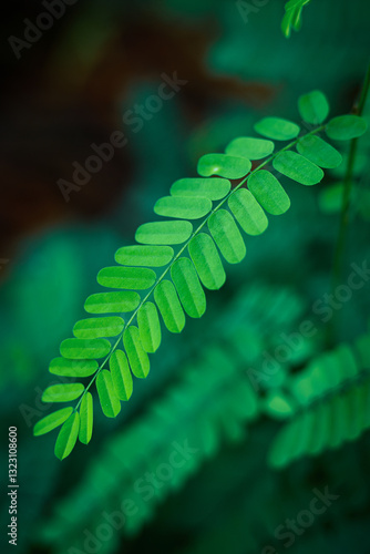 the delicate beauty of Abrus precatorius leaves, commonly known as daun saga