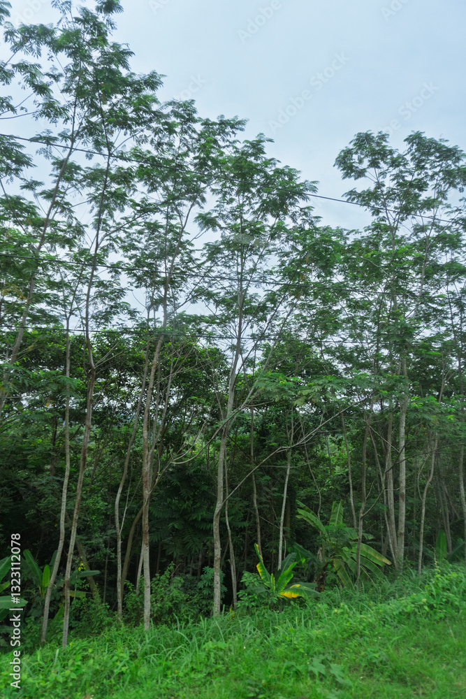 Fototapeta premium the serene beauty of a dense mountain forest