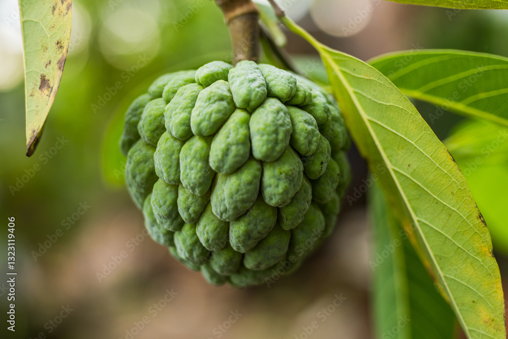 Obraz premium the unique beauty of Annona squamosa, commonly known as srikaya or sugar apple